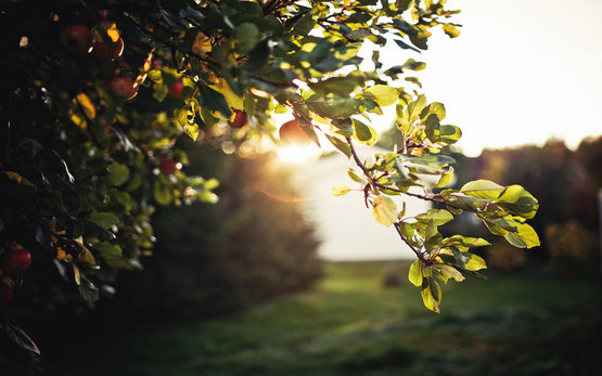 107528__leaves-tree-apples-evening-sun-glare-sky-nature_p
